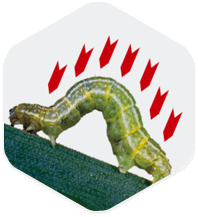 抑制病虫  抑制病虫